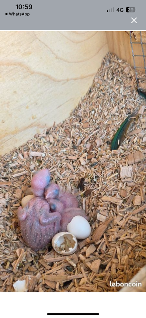 Conure 100 67310 Wasselonne