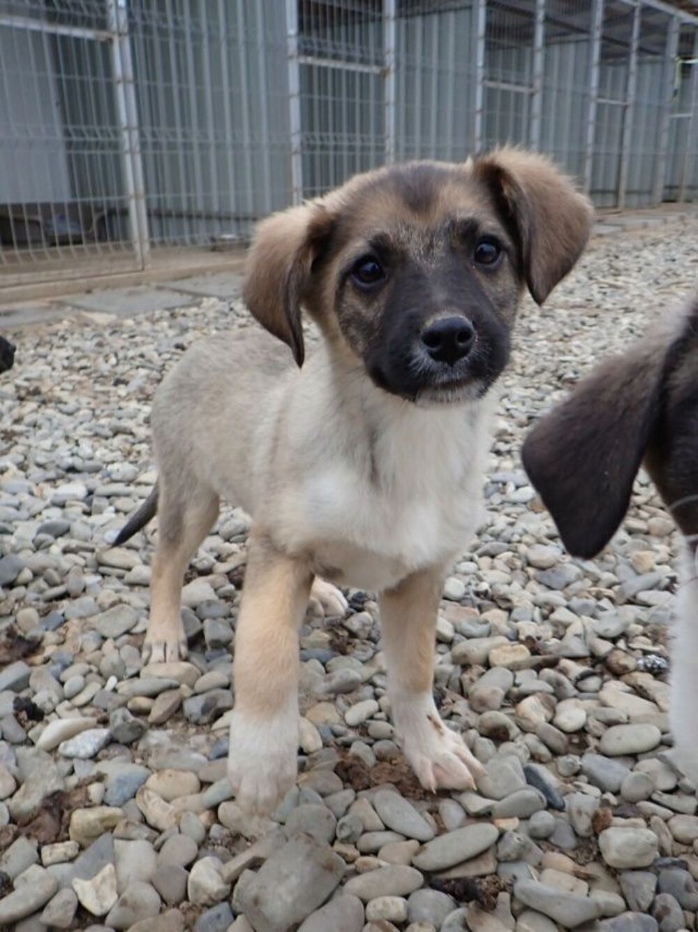   Shark à l'adoption 