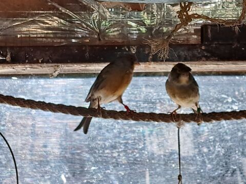 Couple de canaris 20 59500 Douai