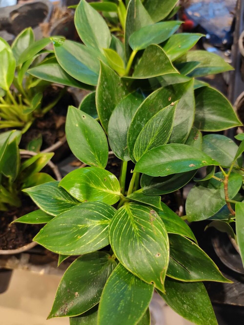 divers plantes Décoration