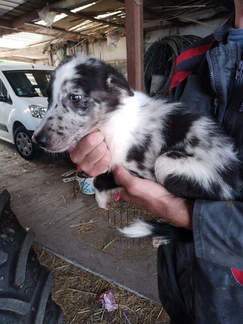 chiots border collie 500 59310 Landas