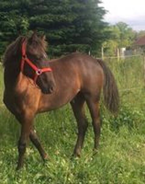   Timing THW cheval Am�ricain � allures  