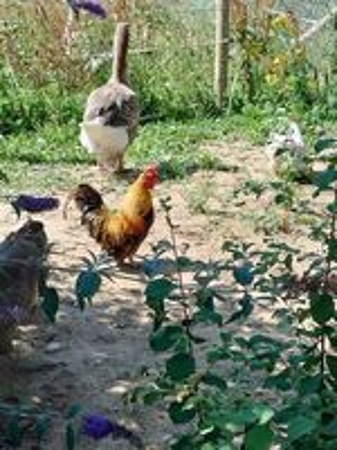  NUGGETS, beau coq nain à adopter via l'association UMA  