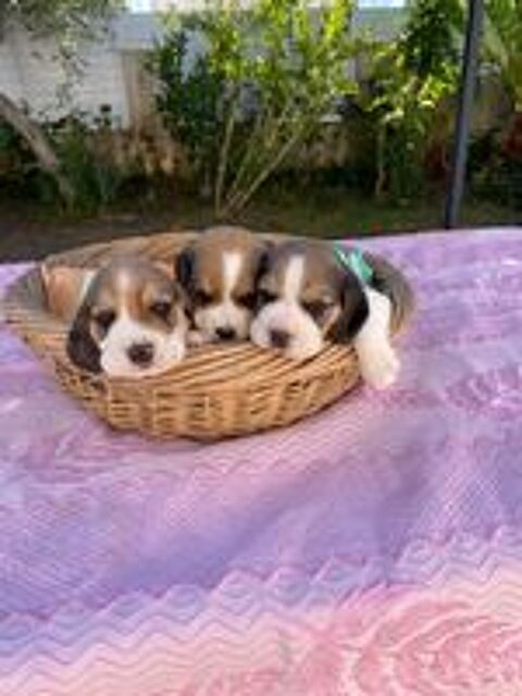   Chiots Beagle  