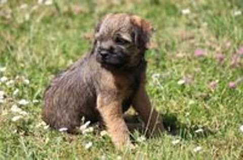   Type  Border terrier fauve 