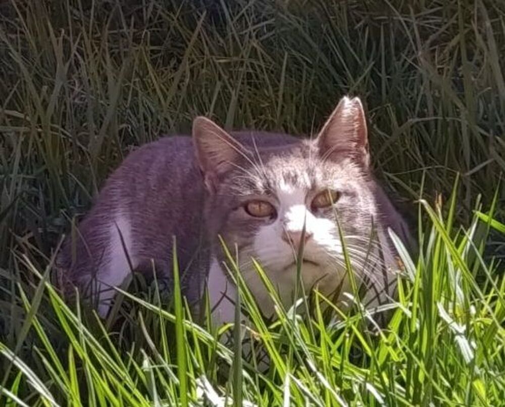   GRETA 