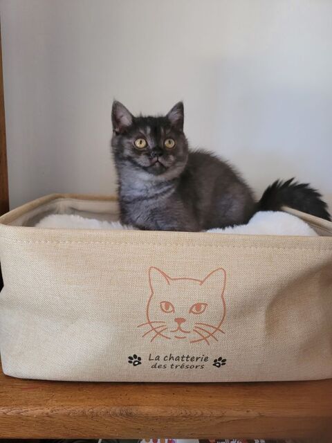 Chaton british shorthair 1600 59230 Saint-amand-les-eaux