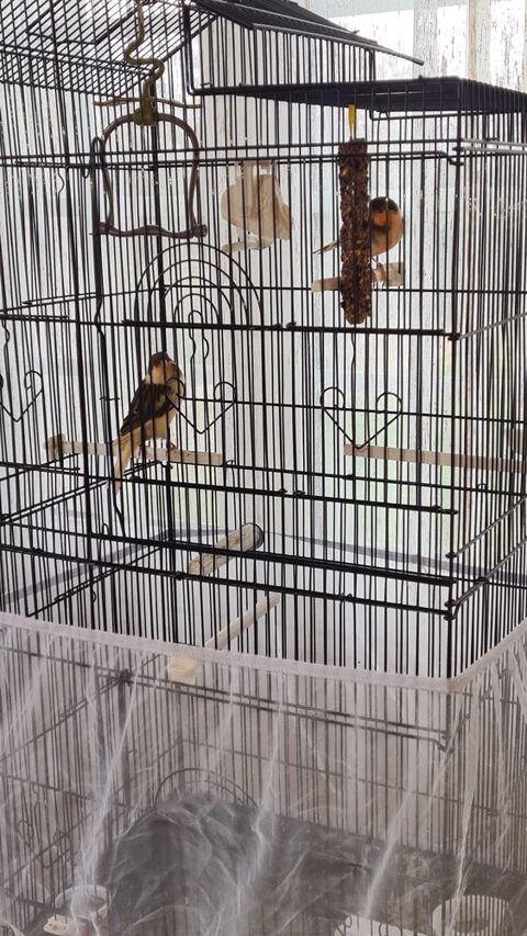 Cage compl&egrave;te avec canaris  120 33860 Marcillac