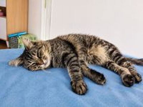   BASILE CHAT TIGRE 2 ANS 