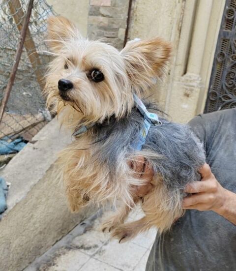 CHARLI MÂLE 4 ANS NON  CASTRÉ A SAUVER D'ÉGYPTE  ADOPTION SEULEMENT 0 75018 Paris