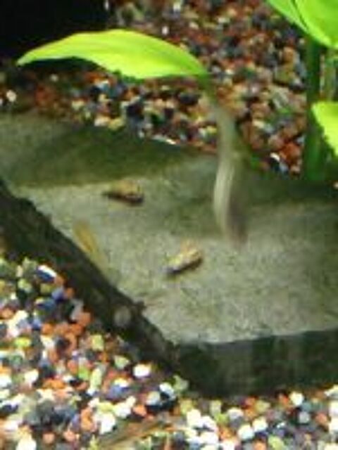   Mlanoides ( escargots d'aquarium ) 