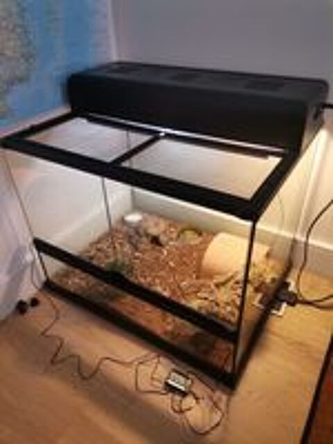   Gecko Leopard avec son Terrarium Equipé 