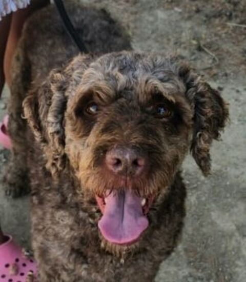 SIMBA 320 27620 Gasny