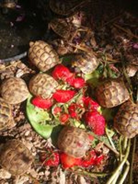  Bb tortues  