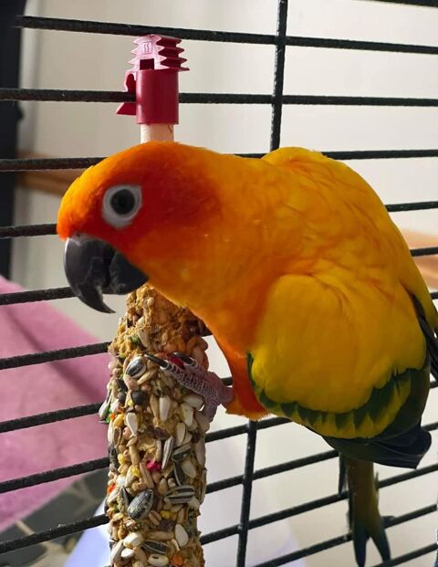 Conure soleil eam 80290 Poix-de-picardie