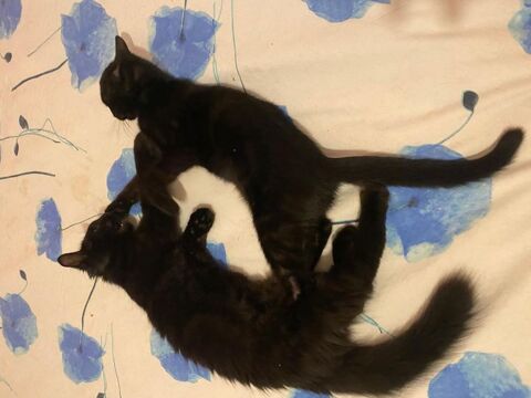 Basile & Plume 4 mois en double adoption 180 92000 Nanterre