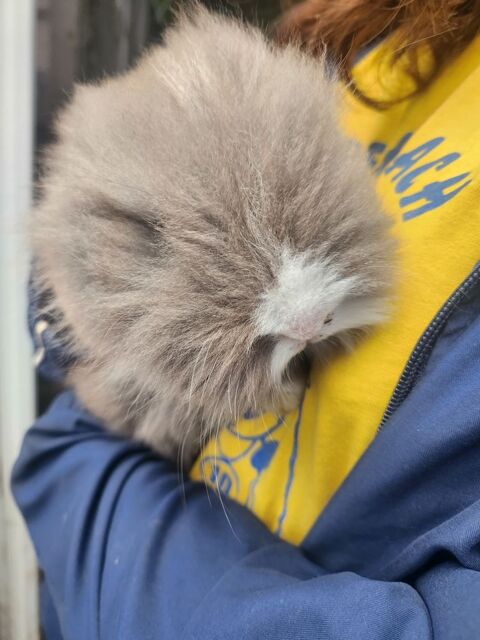 Lapin Angora 60 68560 Hirsingue