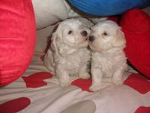   Magnifiques chiots bichons maltais. 