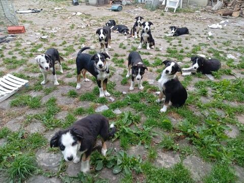Chiots type Border-Collie 800 77760 Ury