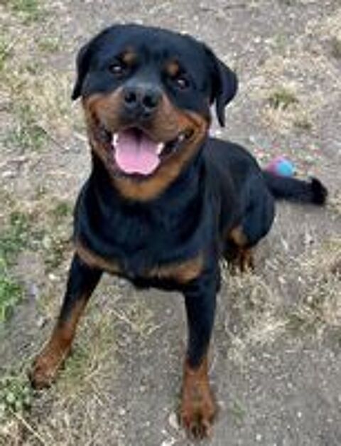   BOULETTE, rottweiler, 2 ans 