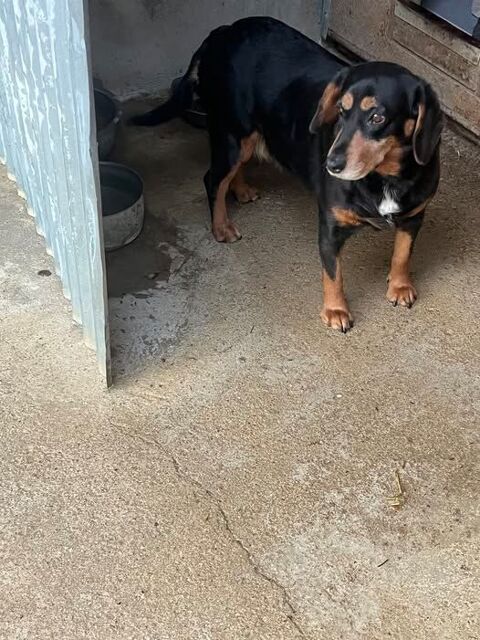 Chien TICKIE &agrave; l adoption 250 84110 Vaison-la-romaine