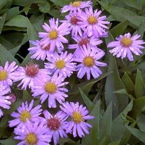 belles plantes vivaces
ps cher . ASTER MAUVE
0 Maisons-Alfort (94)
