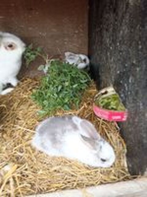  Lapin nain  