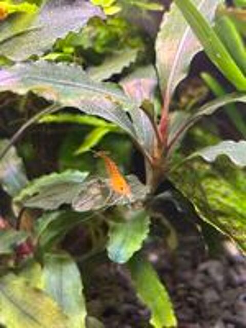   Crevettes  