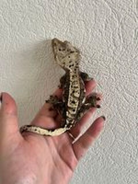   gecko  crte  