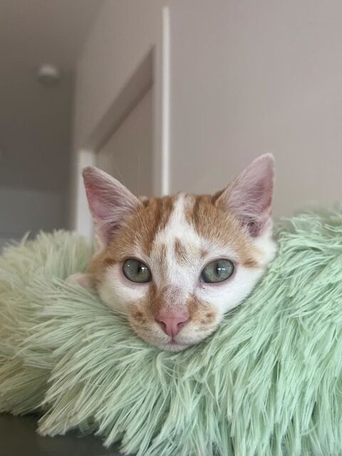 Misty 220 44000 Nantes