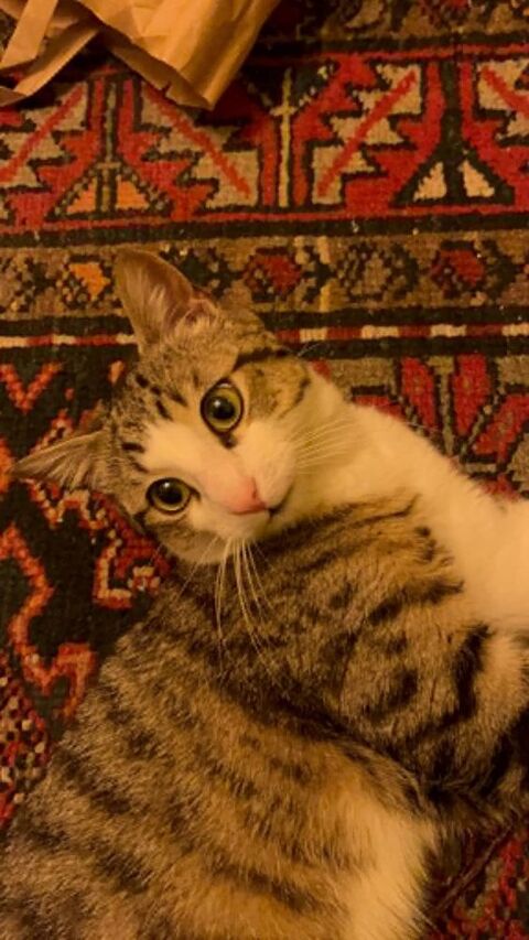 PACO un jeune chat affectueux et bien dans sa t&ecirc;te 180 75010 Paris