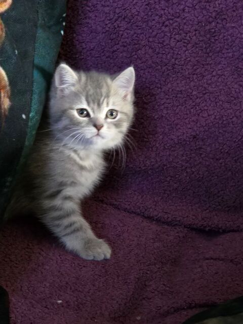 Scottish straight  750 49230 Montigne sur moine