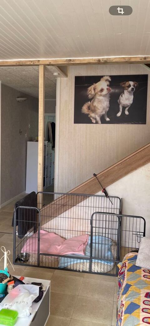 parc �  chien S�rignan (34)