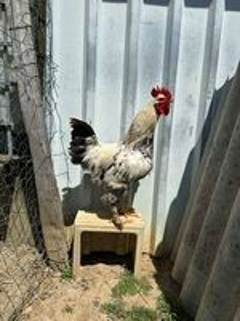   Coq 
