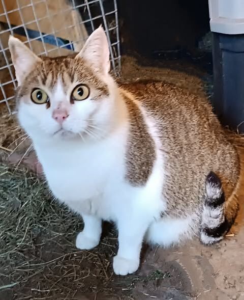 Chat MISTY &agrave; l adoption 200 26240 Saint-barth�lemy-de-vals