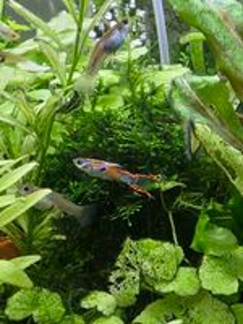   Guppys Endler  