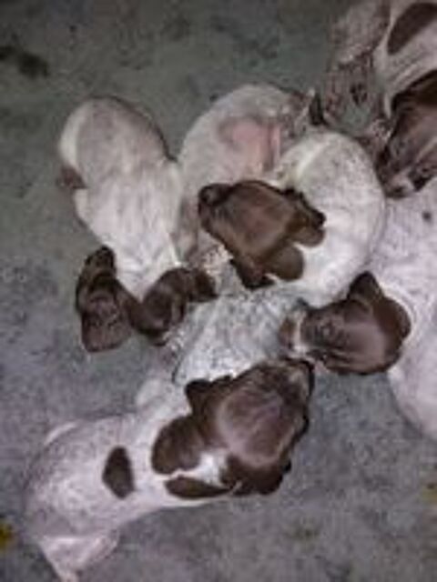   Chiots braque allemand à réserver 