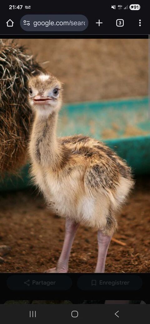 oiseau naudou 0 44110 Soudan