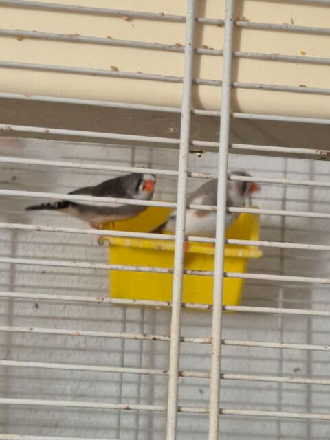 Mandarin 25 34570 Pignan