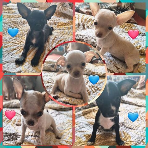 Adorables chiots Chihuahuas &agrave; placer  850 94200 Ivry-sur-seine