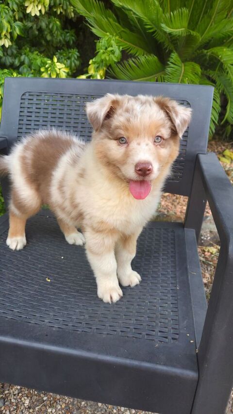 Chiots berger australien disponibles  890 78610 Auffargis
