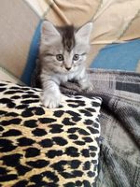   Donne chatton  