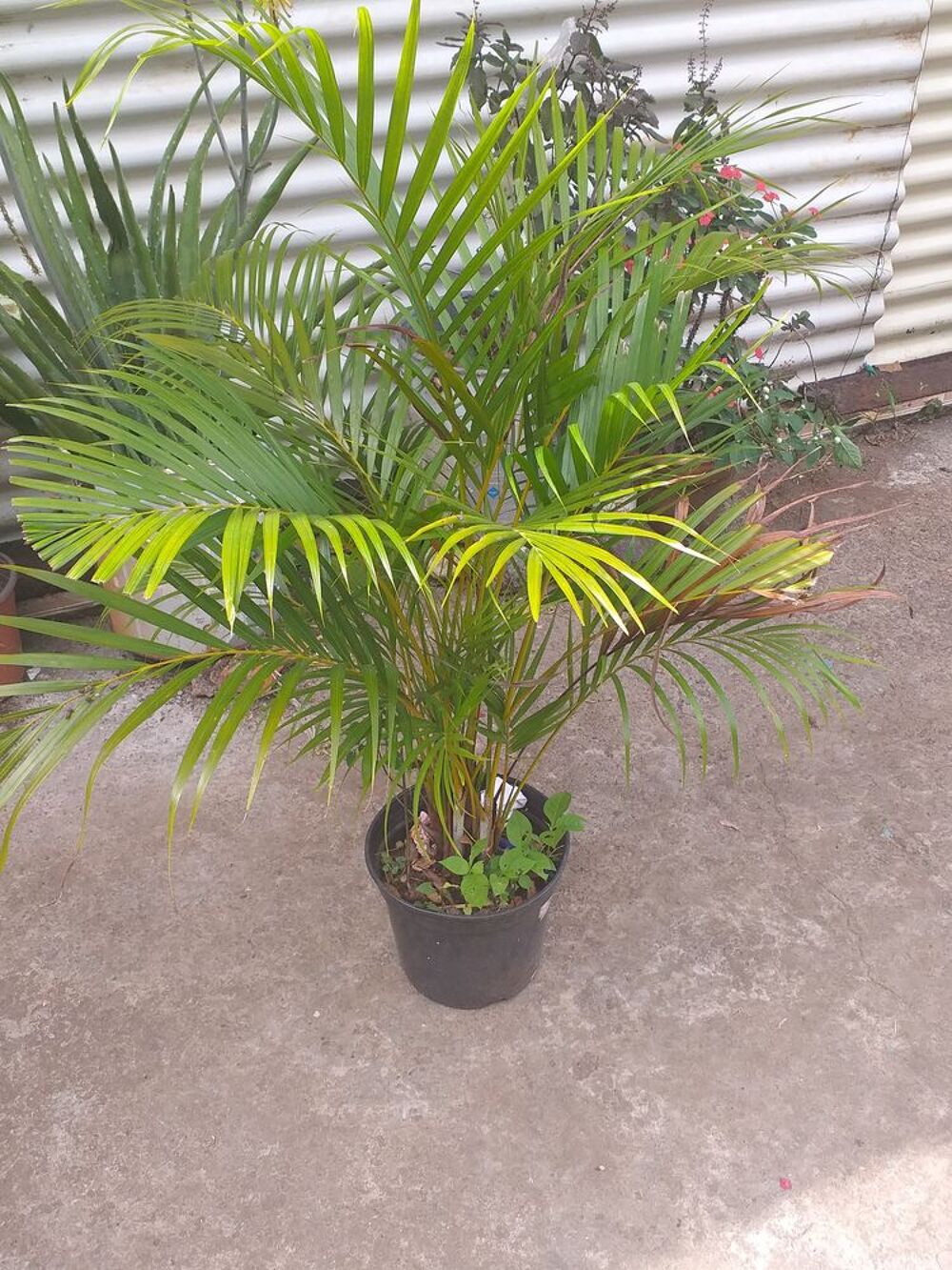 PLANTES VERTE Jardin