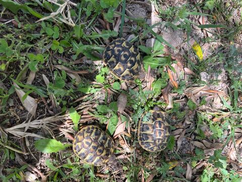 B&eacute;b&eacute;s tortue  35 84130 Le pontet