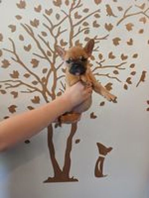   Chiots bouledogue français  