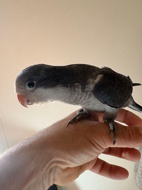 Conure souris eam 200 42800 Rive-de-gier