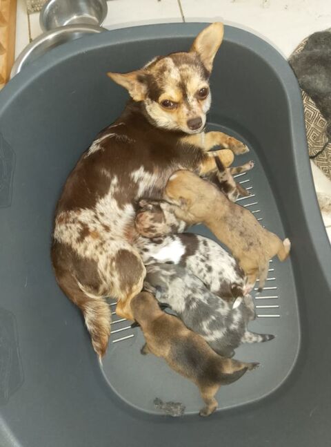 Chihuahua  a réserver 799 45300 Manchecourt