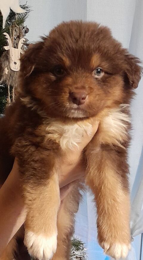 Berger Australien 0 59186 Anor