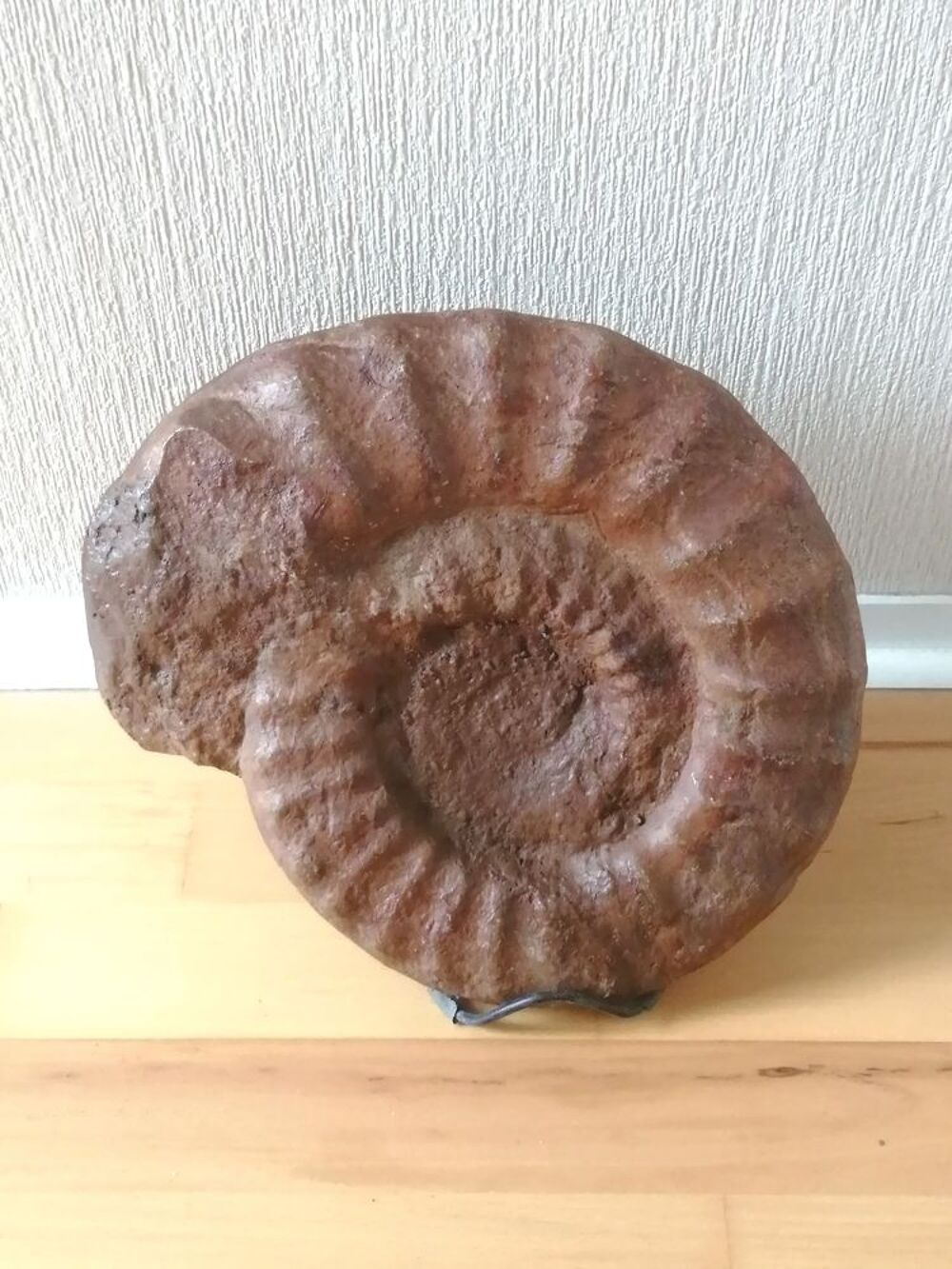 Arietite, coquillage fossilis&eacute; 335 millions d'ann&eacute;es 