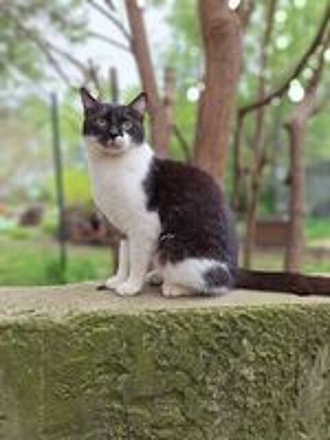   ANTON 
